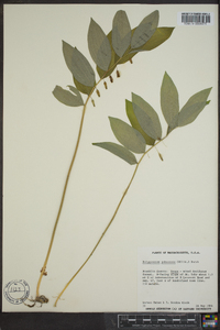 Polygonatum pubescens image