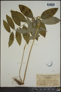 Polygonatum pubescens image