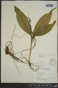 Convallaria montana image