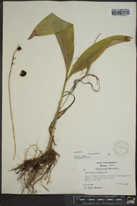 Convallaria montana image