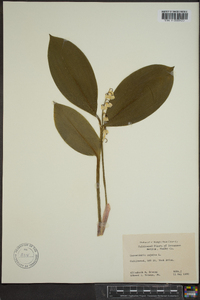 Convallaria majalis image