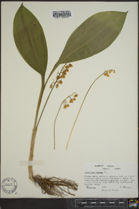 Convallaria montana image