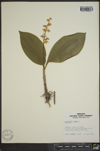 Convallaria majalis image