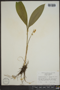 Convallaria majalis image