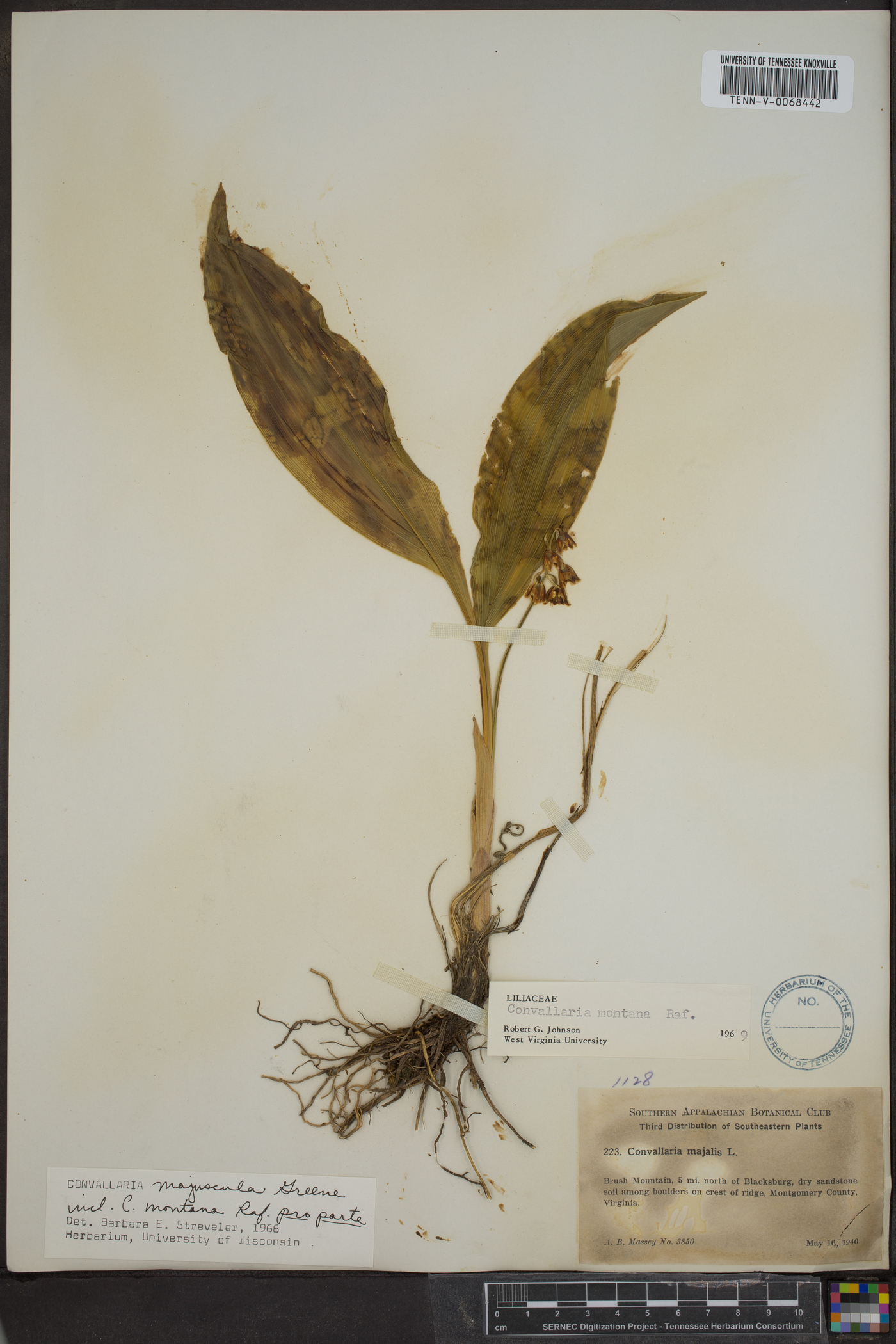 Convallaria montana image