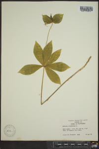 Medeola virginiana image