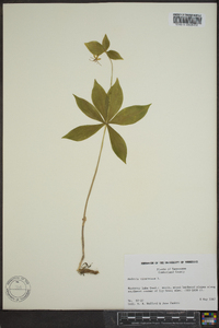 Medeola virginiana image