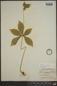 Medeola virginiana image