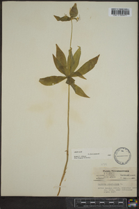 Medeola virginiana image