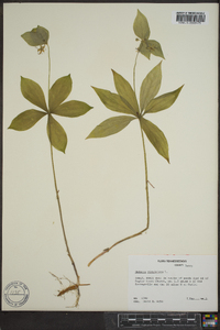 Medeola virginiana image