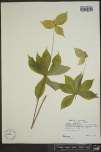 Medeola virginiana image