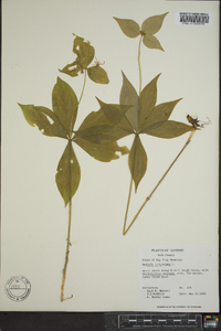 Medeola virginiana image