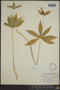 Medeola virginiana image