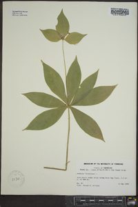 Medeola virginiana image