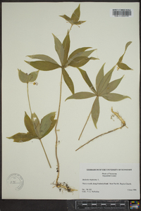 Medeola virginiana image