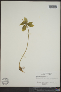 Medeola virginiana image