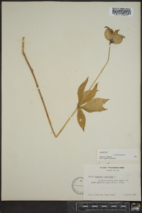 Medeola virginiana image