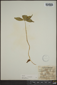 Medeola virginiana image