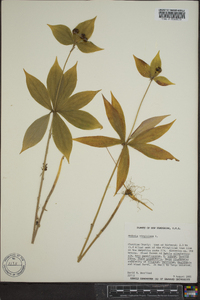 Medeola virginiana image