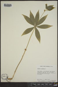 Medeola virginiana image