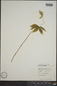 Medeola virginiana image