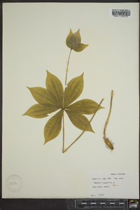 Medeola virginiana image