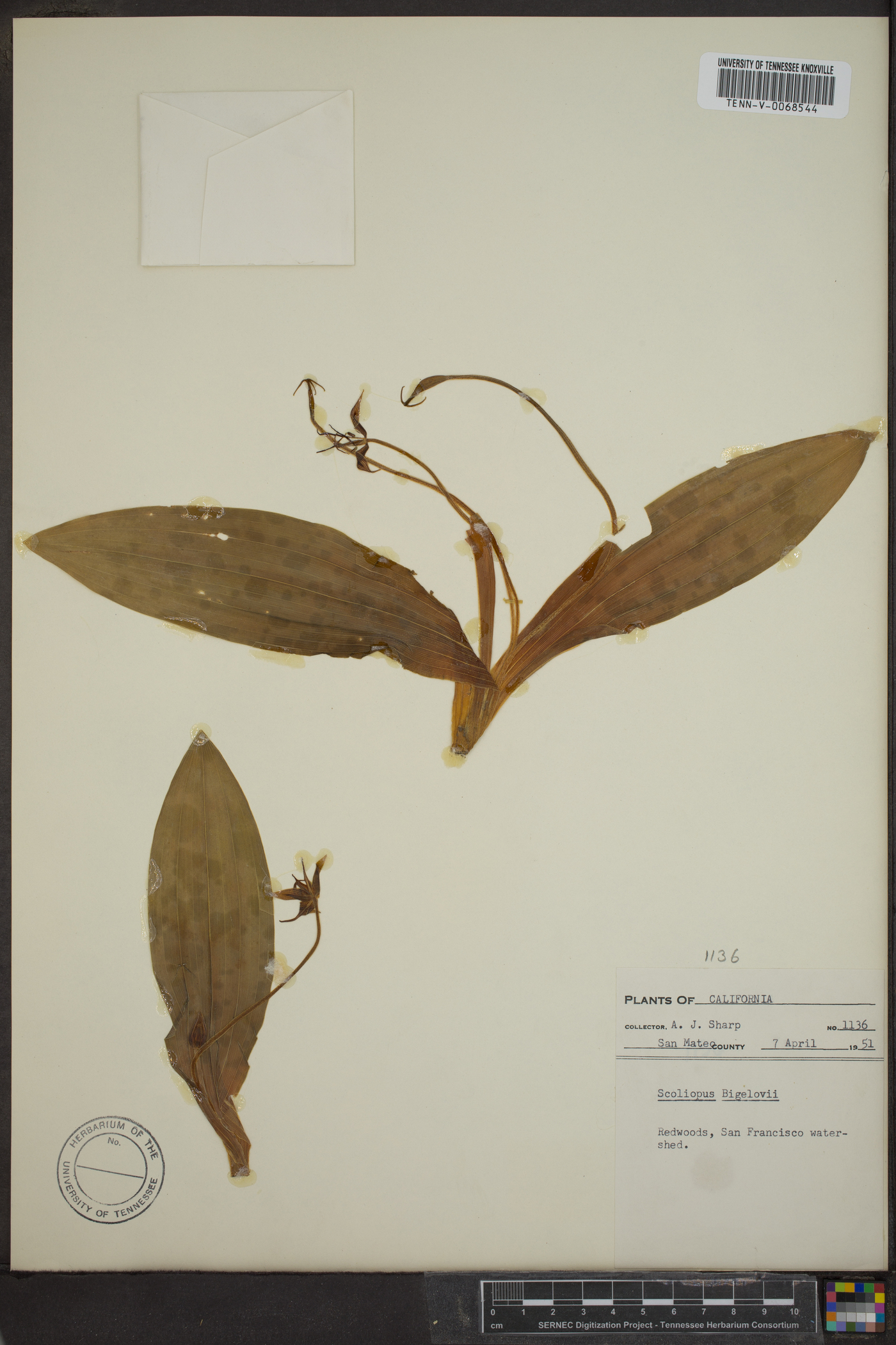Scoliopus image