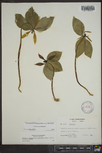 Trillium lanceolatum image