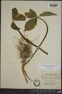 Trillium catesbaei image