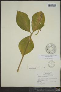 Trillium catesbaei image