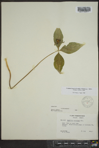 Trillium catesbaei image