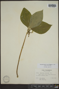 Trillium catesbaei image