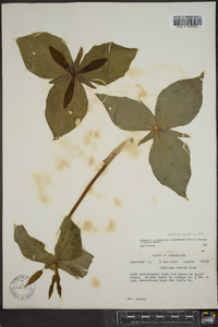 Trillium cuneatum image