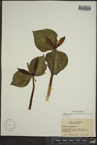 Trillium cuneatum image