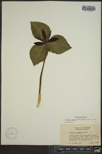 Trillium cuneatum image