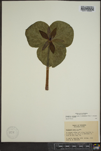 Trillium cuneatum image