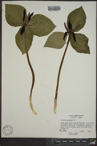 Trillium cuneatum image