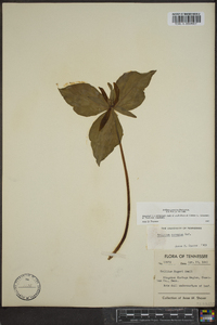 Trillium cuneatum image