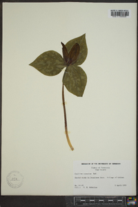 Trillium cuneatum image