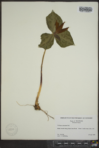 Trillium cuneatum image