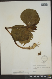 Trillium cuneatum image