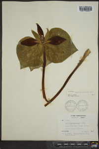 Trillium cuneatum image