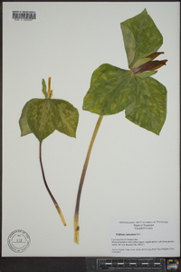 Trillium cuneatum image