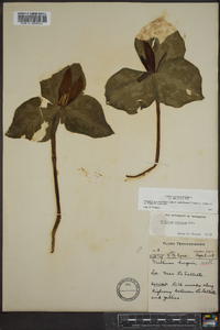 Trillium cuneatum image