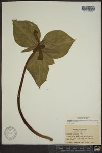 Trillium cuneatum image