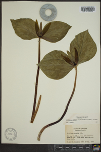 Trillium cuneatum image