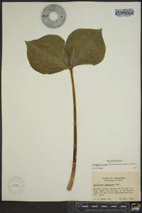 Trillium cuneatum image