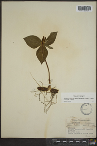 Trillium cuneatum image