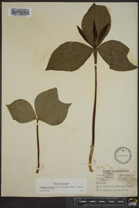 Trillium cuneatum image