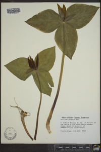 Trillium cuneatum image